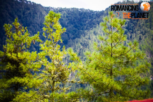 Beautiful pine tress in the forests of Bhutan