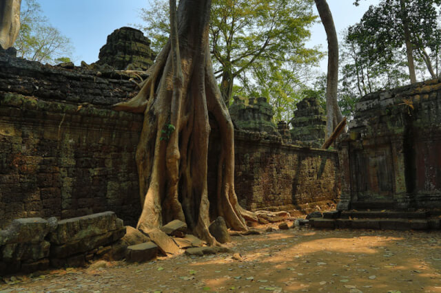 Tree growing on the ruins of Ta Prohm