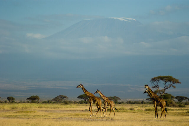 Giraffes and Kilimanjaro