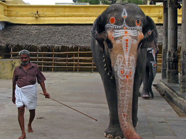 Temple Elephants of India