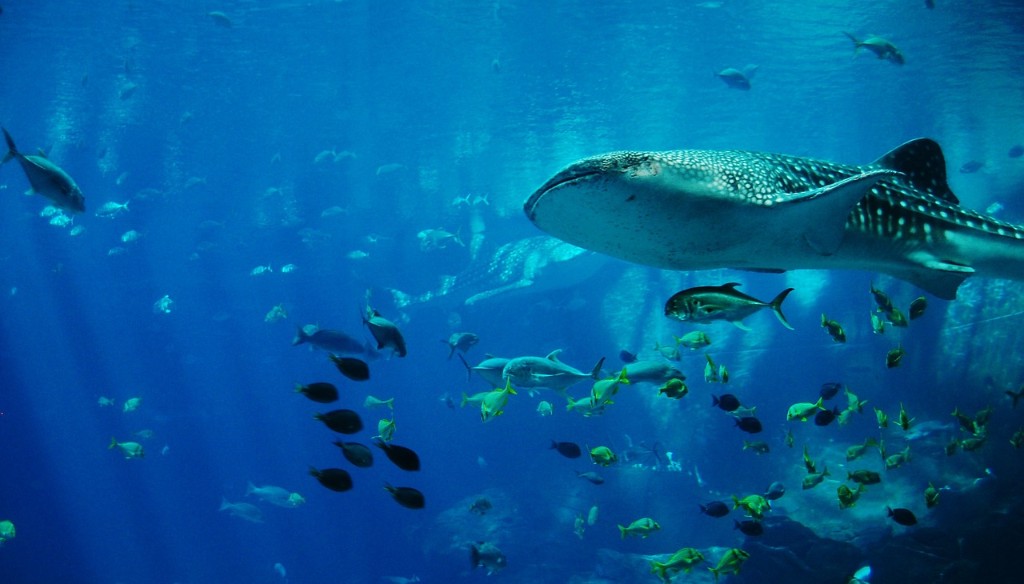 Things To Do In Australia - swim with whale sharks