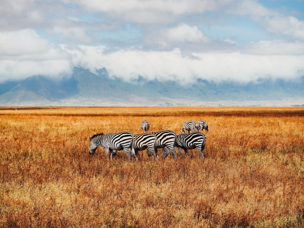 safaris in tanzania