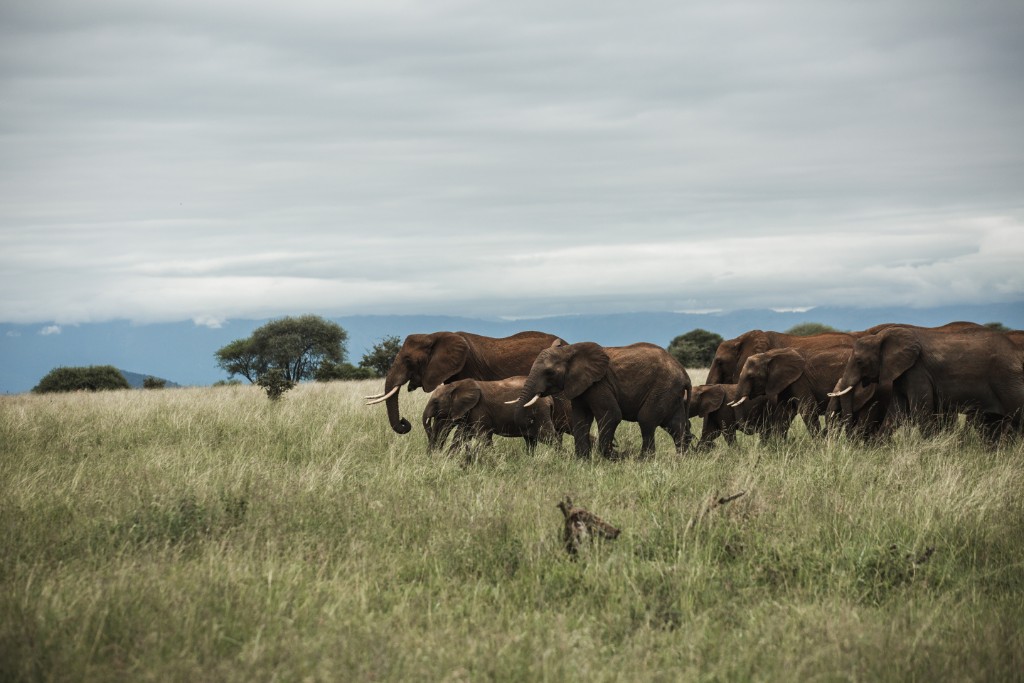 Safaris In Tanzania