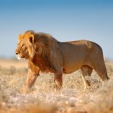 big cat safaris in africa