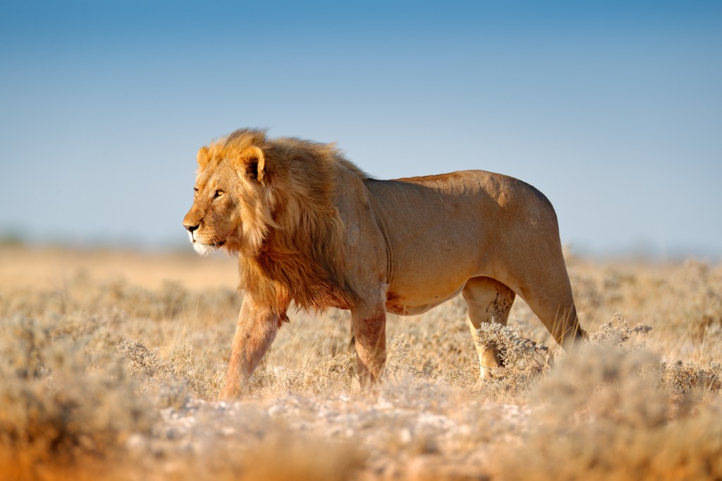 big cat safaris in africa
