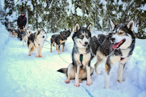 Husky-safari-1024x683